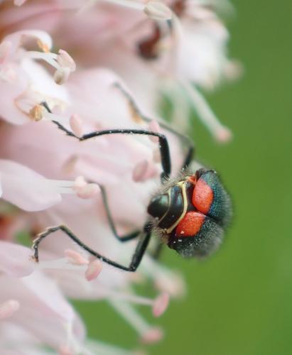 Malachius bipustulatus